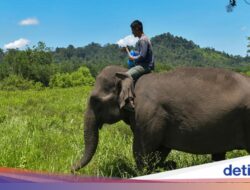 Gajah Memang Unik, Tapi Soal Menyembah Bulan Itu Berita Palsu