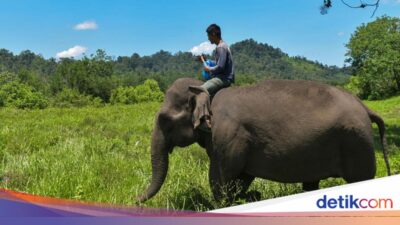 Gajah Memang Unik, Tapi Soal Menyembah Bulan Itu Berita Palsu