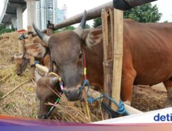 Hewan Kurban Diprediksi Surplus 891 Ribu Ekor, Pasokan Dijamin Aman