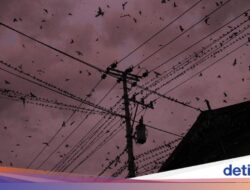 Berapa Lama Burung Bisa Terbang Tanpa Mendarat? Jawabannya Ke Luar Nurul