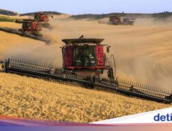 Produksi Gandum Dunia Diramal Merosot Gegara Cuaca Ekstrem