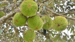 Buah Asli RI Ini Dijual Lebih Mahal Di Produk Mewah Di Eropa