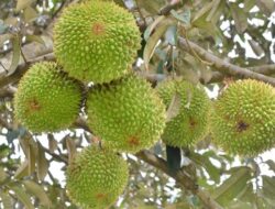 Buah Asli RI Ini Dijual Lebih Mahal Di Produk Mewah Di Eropa