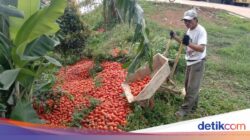 Harga Tomat Anjlok, Pemerintah Minta Pemda Gelar Aksi Penolakan Bela Beli
