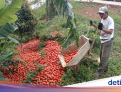Harga Tomat Anjlok, Pemerintah Minta Pemda Gelar Aksi Penolakan Bela Beli