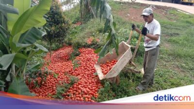 Harga Tomat Anjlok, Pemerintah Minta Pemda Gelar Aksi Penolakan Bela Beli