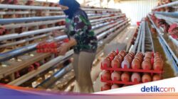 Pemerintah Janji Jaga Harga Pakan, Minta Dapur MBG Serap Telur Peternak