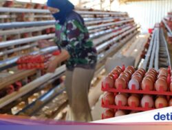 Pemerintah Janji Jaga Harga Pakan, Minta Dapur MBG Serap Telur Peternak