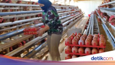 Pemerintah Janji Jaga Harga Pakan, Minta Dapur MBG Serap Telur Peternak