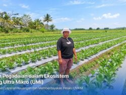 Holding Ultra Mikro Bawa Mur Dwi Astuti Sukses Bersama Sebab Itu Petani Hingga Merauke