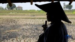 Petani RI Temukan Emas 16 Kg Ke Sawah