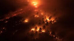 Pemerintah Hukum Mati Perusak Hutan, Penjaga Alam Bisa Bebas Ppn