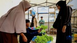 Hijau Segar Penampakan Sayuran Hidroponik, Lahan Sempit Tak Soal